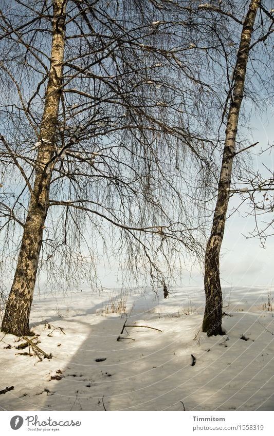 Bald wieder... Umwelt Natur Pflanze Himmel Winter schlechtes Wetter Baum Birke Feld ästhetisch natürlich Erholung Schneelandschaft Schatten Sonne Farbfoto