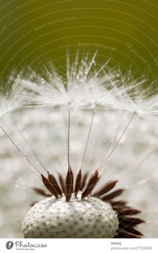 Natürliches Dartspiel Natur Wassertropfen Blume Wildpflanze Samenpflanze Löwenzahn dünn authentisch einfach Spitze natürlich Fortpflanzung Farbfoto