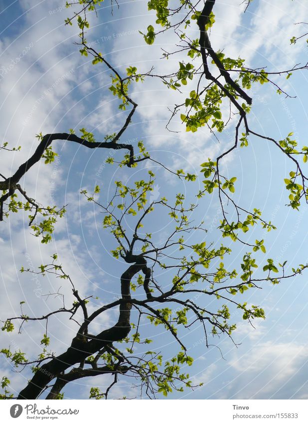 Vorfreude Ast Zweig Blatt Trieb Frühling heiter Neuanfang Fröhlichkeit frisch Klarheit aufwachen Ferien & Urlaub & Reisen Blick zum Himmel