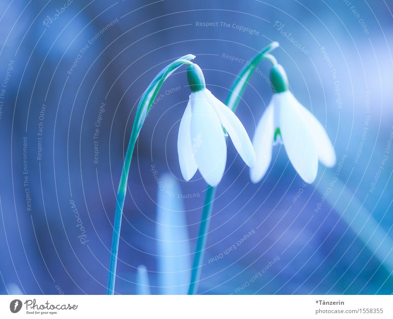 hello! Natur Pflanze Frühling Schönes Wetter Blüte Schneeglöckchen Fröhlichkeit frisch schön natürlich blau türkis weiß Frühlingsgefühle Farbfoto