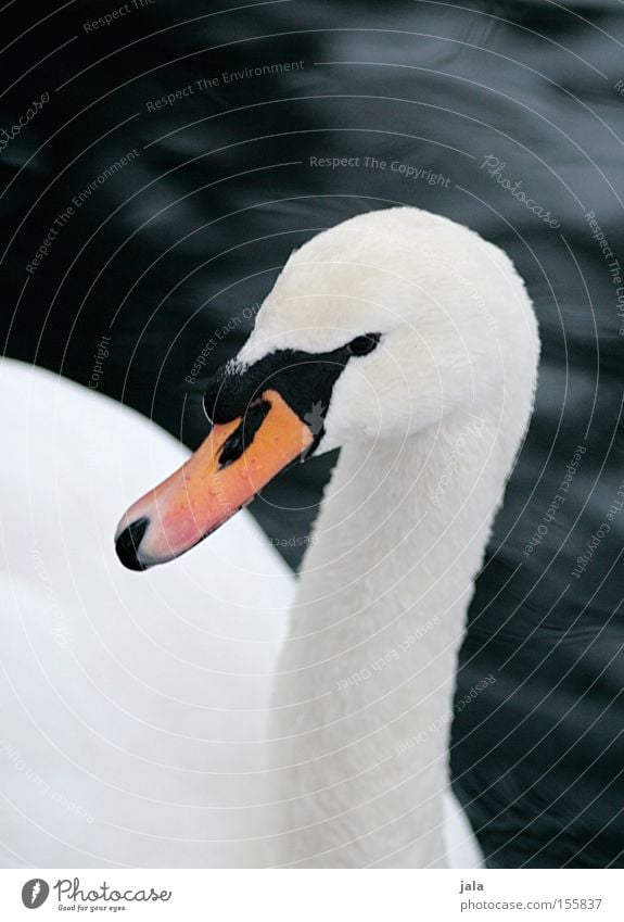 liebesvogel #4 Schwan elegant Tier Schnabel Hals Vogel Feder weiß schön ästhetisch Stolz Kopf Wasser