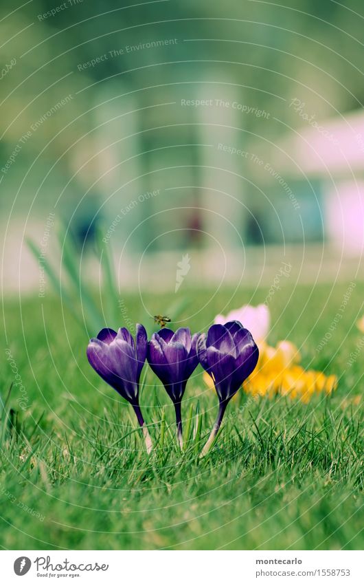 frühling Umwelt Natur Pflanze Frühling Klima Schönes Wetter Blume Blüte Grünpflanze Wildpflanze Krokusse Wiese Wildtier Biene 1 Tier Duft dünn authentisch