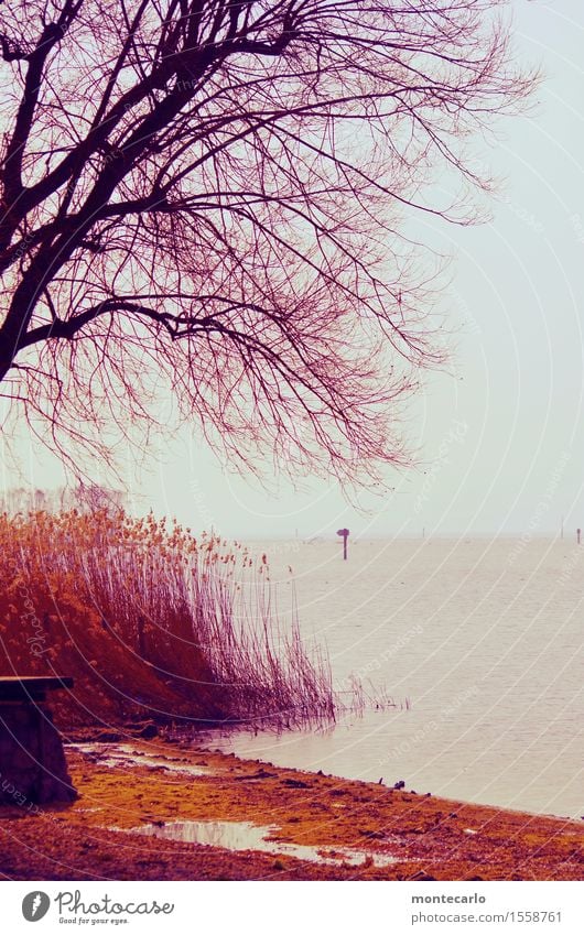 Winter Umwelt Natur Landschaft Erde Wasser Klima Wetter schlechtes Wetter Wind Baum Gras Sträucher Seeufer Bodensee dunkel authentisch Flüssigkeit kalt nass