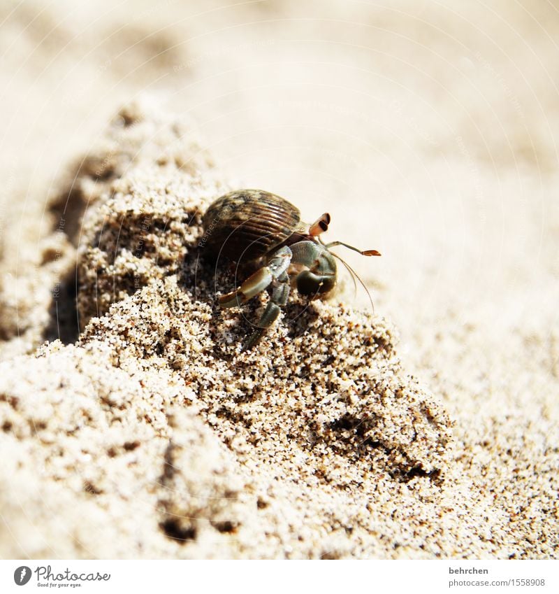 prima klima | auch für die kleinsten Ferien & Urlaub & Reisen Tourismus Ausflug Abenteuer Ferne Freiheit Natur Tier Klima Klimawandel Schönes Wetter Strand Meer