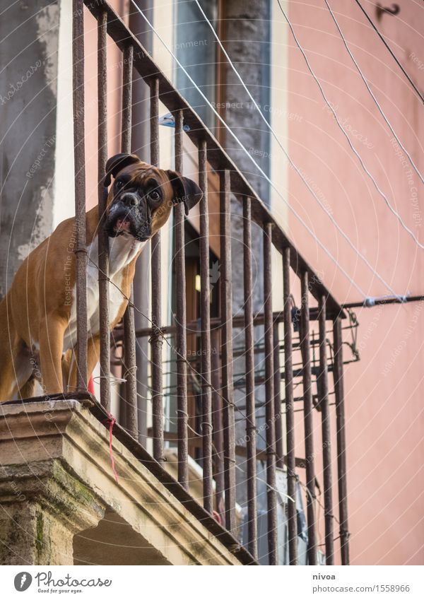 boxer auf balkonien III Ferien & Urlaub & Reisen Tourismus Schönes Wetter Hafenstadt Stadtzentrum Haus Bauwerk Gebäude Mauer Wand Fassade Balkon Tier Haustier