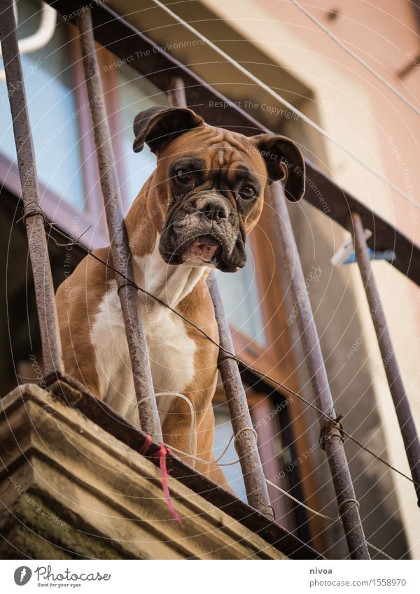 boxer auf balkonien II Ferien & Urlaub & Reisen Tourismus Schönes Wetter Haus Bauwerk Gebäude Mauer Wand Fassade Balkon Tier Haustier Hund Boxer 1 beobachten