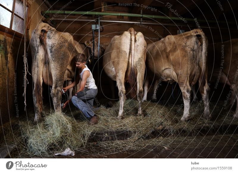 Stallarbeit Milch Arbeit & Erwerbstätigkeit Beruf Arbeitsplatz Landwirtschaft Forstwirtschaft Tier Nutztier Kuh Kuhstall Bergbauer melken melker Bregenzerwald