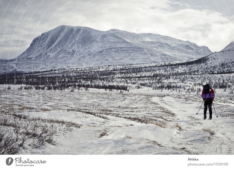 Rondane V Ausflug Abenteuer Ferne Freiheit Wintersport Skifahren 1 Mensch Natur Landschaft Eis Frost Schnee Berge u. Gebirge Gipfel Schneebedeckte Gipfel laufen