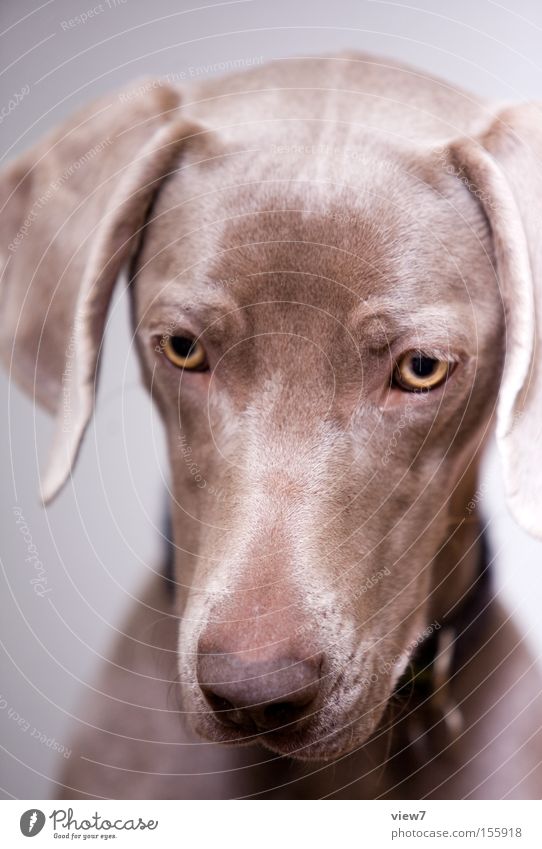 Knochenhypnose hypnotisch Tier Hund Blick Konzentration Weimaraner Auge Schnauze Appetit & Hunger Fressen Speichel Gesicht Gastronomie Säugetier