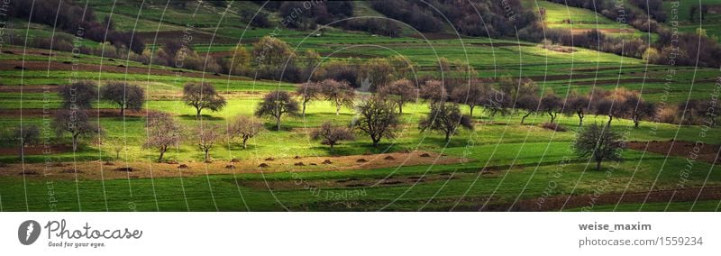 Apfelgarten auf den Hügeln im zeitigen Frühjahr Ferien & Urlaub & Reisen Berge u. Gebirge Garten Natur Landschaft Pflanze Frühling Baum Gras Sträucher Wiese