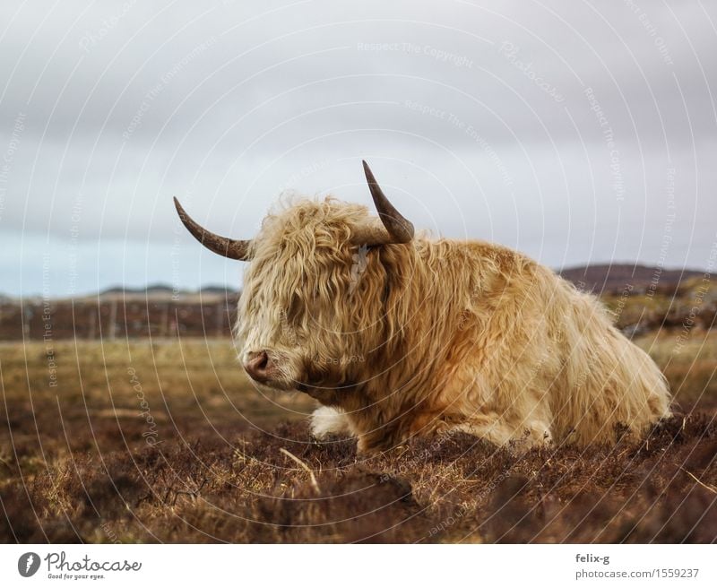 Dumpfes Schnaufen Landschaft Himmel Wolken Gras Tier Nutztier Kuh Fell Bulle Rind Horn 1 liegen bedrohlich stark trist wild Laster Einsamkeit Erschöpfung Idylle