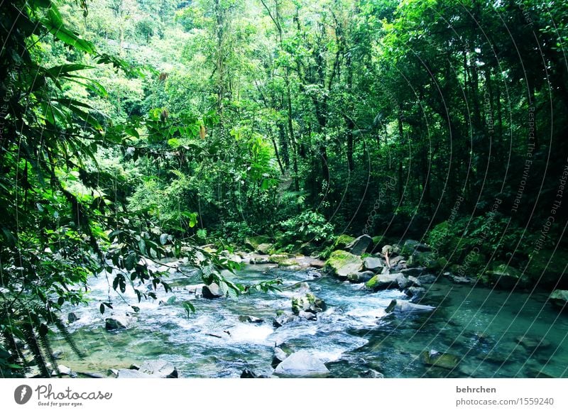 grüne lunge (teil 2) Ferien & Urlaub & Reisen Tourismus Ausflug Abenteuer Ferne Freiheit Natur Landschaft Pflanze Wasser Klimawandel Baum Sträucher Wald Urwald