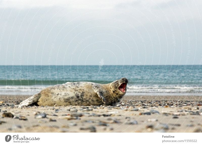 Opernsänger Umwelt Natur Landschaft Tier Urelemente Erde Sand Wasser Himmel Schönes Wetter Wellen Küste Strand Meer Insel Wildtier 1 frei nass natürlich Robben