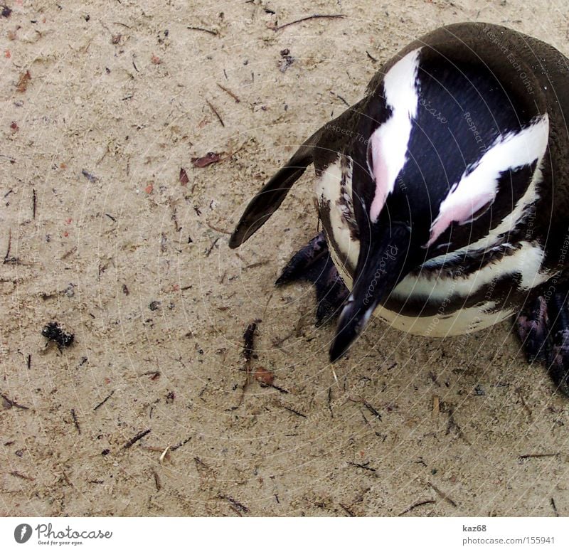 Spheniscidae Pinguin Tier Zoo Südpol Vogel Sand schwarz weiß Schnabel Park Flügel Frack kalt Schnee Eis