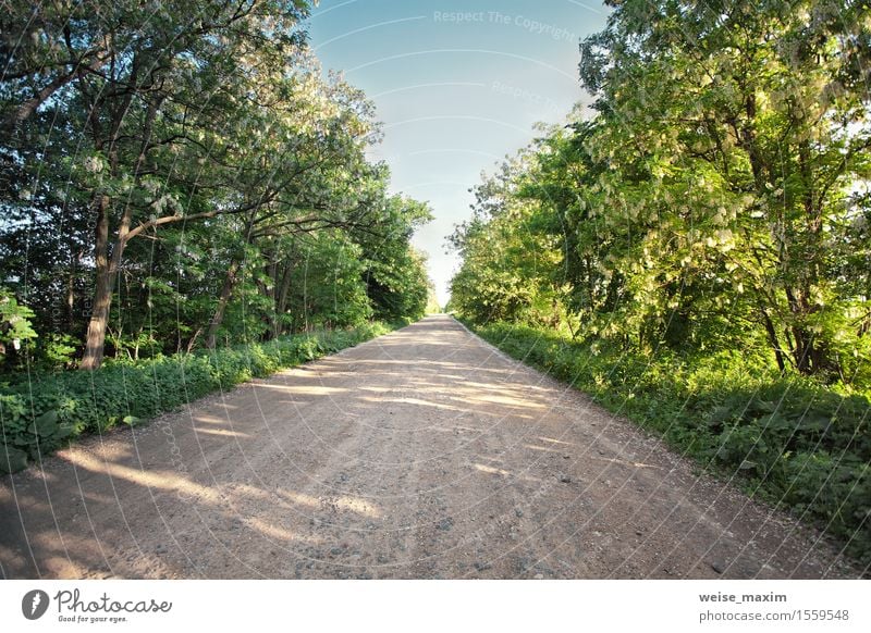 Landstraße mit blühenden Akazienbäumen. Sonniger Frühlingstag Ferien & Urlaub & Reisen Natur Landschaft Pflanze Himmel Sonnenlicht Schönes Wetter Baum Gras