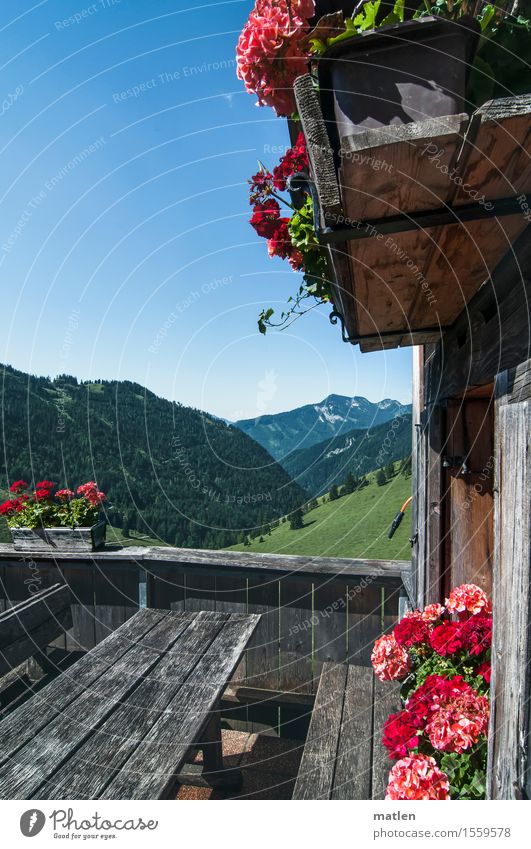 bald wieder Ferien & Urlaub & Reisen Ausflug Sommerurlaub Dekoration & Verzierung Landschaft Pflanze Himmel Wolkenloser Himmel Wetter Schönes Wetter Gras Blüte