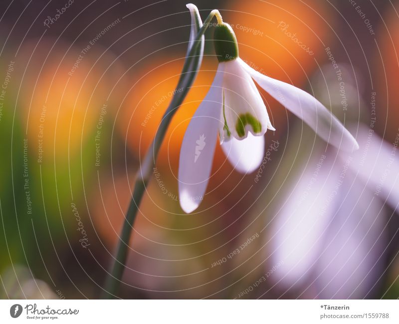 spring awakening Natur Pflanze Sonnenlicht Frühling Schönes Wetter Blume Schneeglöckchen Garten ästhetisch Fröhlichkeit frisch natürlich schön gelb grün weiß