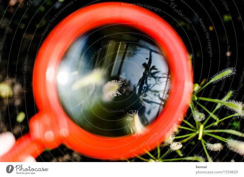 Lupenblick Natur Pflanze Grünpflanze exotisch Sonnentaugewächse Glas glänzend rund grün rot vergrößert untersuchen fein filigran Tropfen Farbfoto