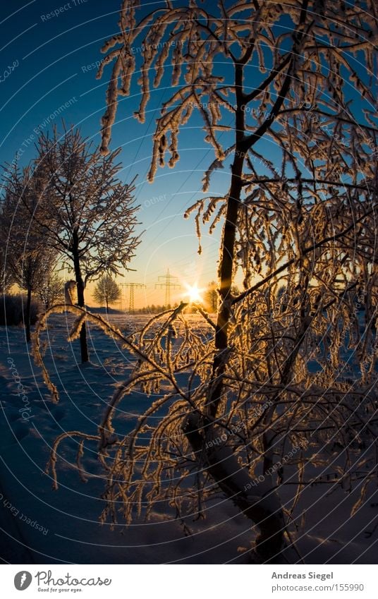 Winterwunderland Schnee Eis kalt Baum weiß Himmel blau Dresden Raureif Frost Sonnenaufgang Morgen Wiese Feld Himmelskörper & Weltall