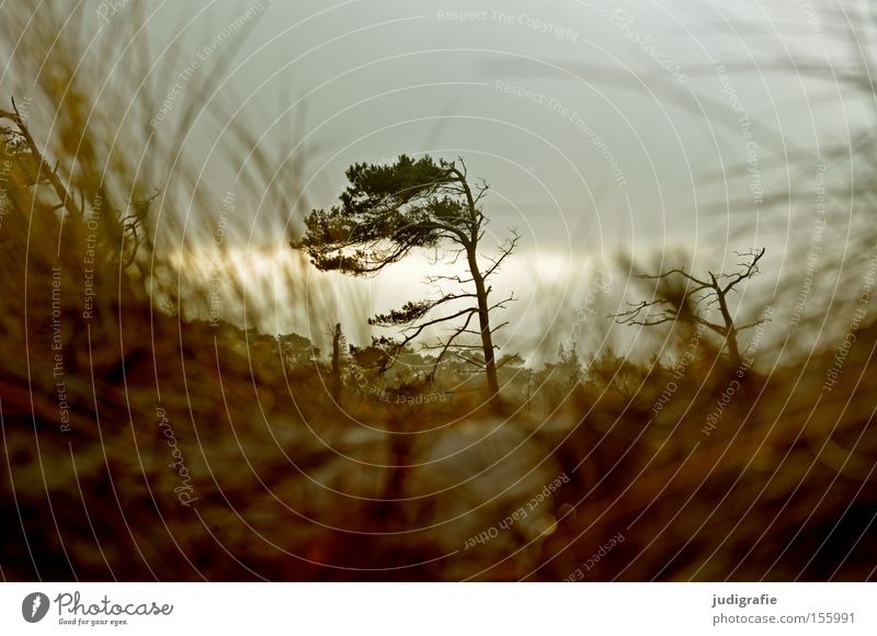 Weststrand Baum Windflüchter Küste Darß Strand Ostsee Fischland Himmel grau trist Gras Stranddüne Winter Natur Umwelt Farbe