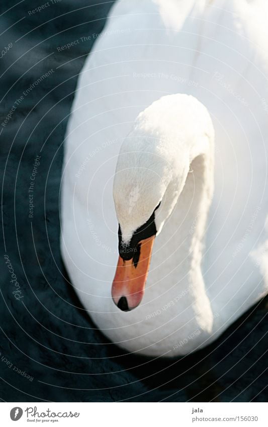 liebesvogel #5 Schwan elegant Tier Schnabel Hals Vogel Feder weiß schön ästhetisch Stolz Kopf Wasser