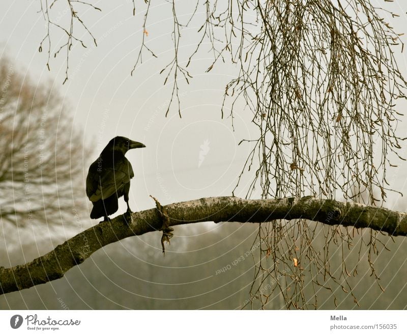 Edgar Umwelt Natur Pflanze Baum Tier Vogel Krähe 1 hocken sitzen natürlich grau Rabenvögel Ast Zweig Geäst Farbfoto Gedeckte Farben Außenaufnahme Tag