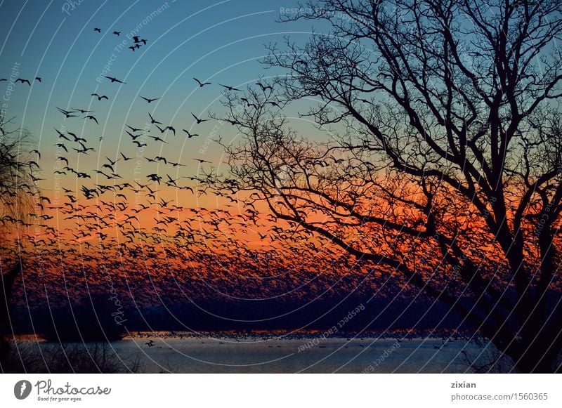 Tausende von Schneegänsen fliegen umher Sommer Sonne Umwelt Natur Landschaft Pflanze Tier Wasser Himmel Wolken Sonnenaufgang Sonnenuntergang Frühling Baum