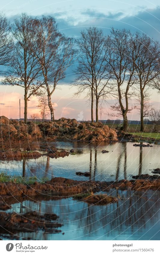 Abendstimmung Umwelt Pflanze Erde Wasser Schönes Wetter Baum Feld blau braun grün Zufriedenheit Misthaufen Pfütze Abenddämmerung Spiegelbild Farbfoto mehrfarbig