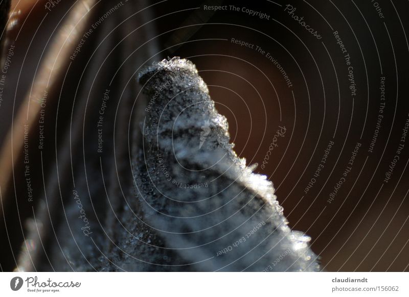 Frostpelz kalt Winter Eis Eiskristall gefroren Blatt trist bewegungslos Vergänglichkeit welk Trauer Traurigkeit Schnee