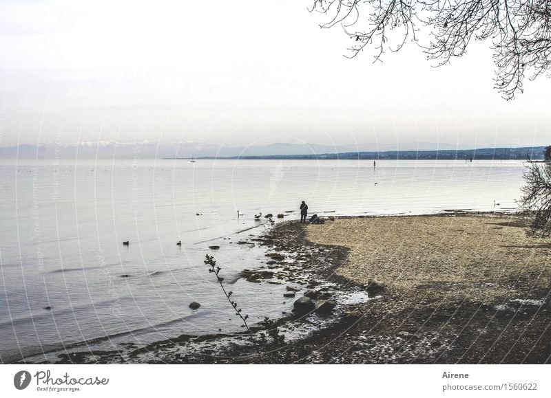 AST 7 | do ut des Mensch 1 Herbst Winter Alpen Schneebedeckte Gipfel Seeufer Bodensee Schwan Tiergruppe beobachten füttern wandern trist blau braun grau