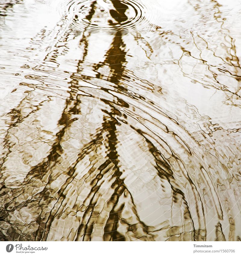 Still ruht der See. Umwelt Natur Urelemente Wasser Blick ästhetisch Gefühle Gelassenheit ruhig schweigen Reflexion & Spiegelung gold Farbfoto Außenaufnahme