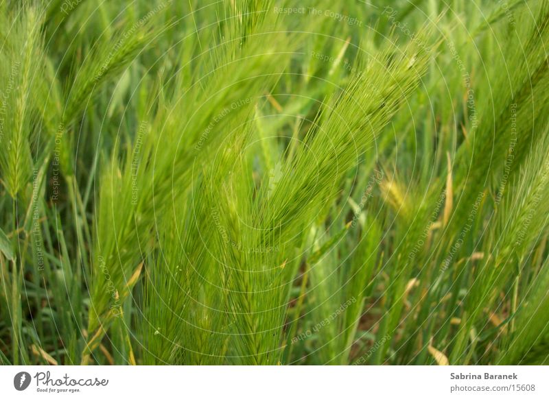 weizen Feld grün Korn Getreide