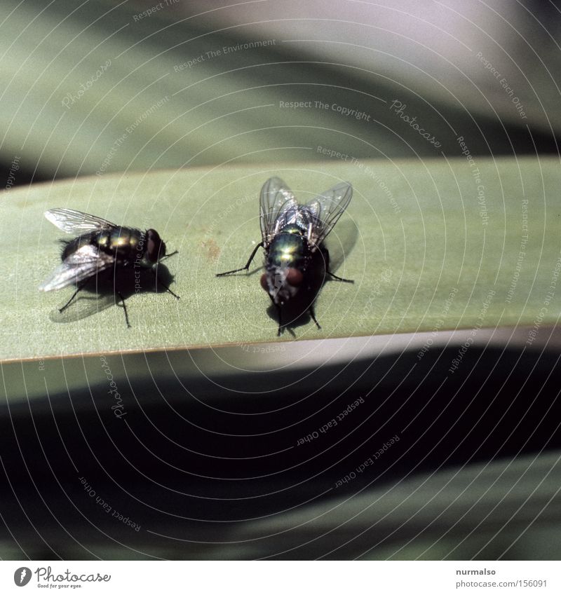 Treffen sich zwei . . . Fliege Insekt Flügel Facettenauge Toilette dreckig Wurm krabbeln fliegen Bad Fliegenklatsche unbequem Luftverkehr rumsitzen Kot