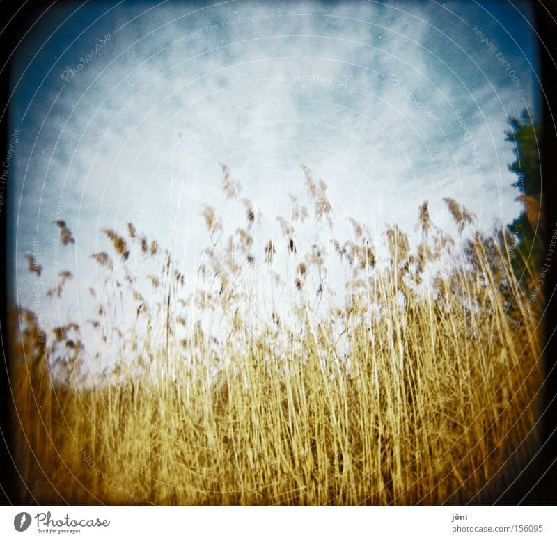 Schilfwald Schilfrohr Baum Wald See Teich Himmel Wolken Holga Lomografie Stroh Natur wandern Wind ruhig Luft Jahreszeiten