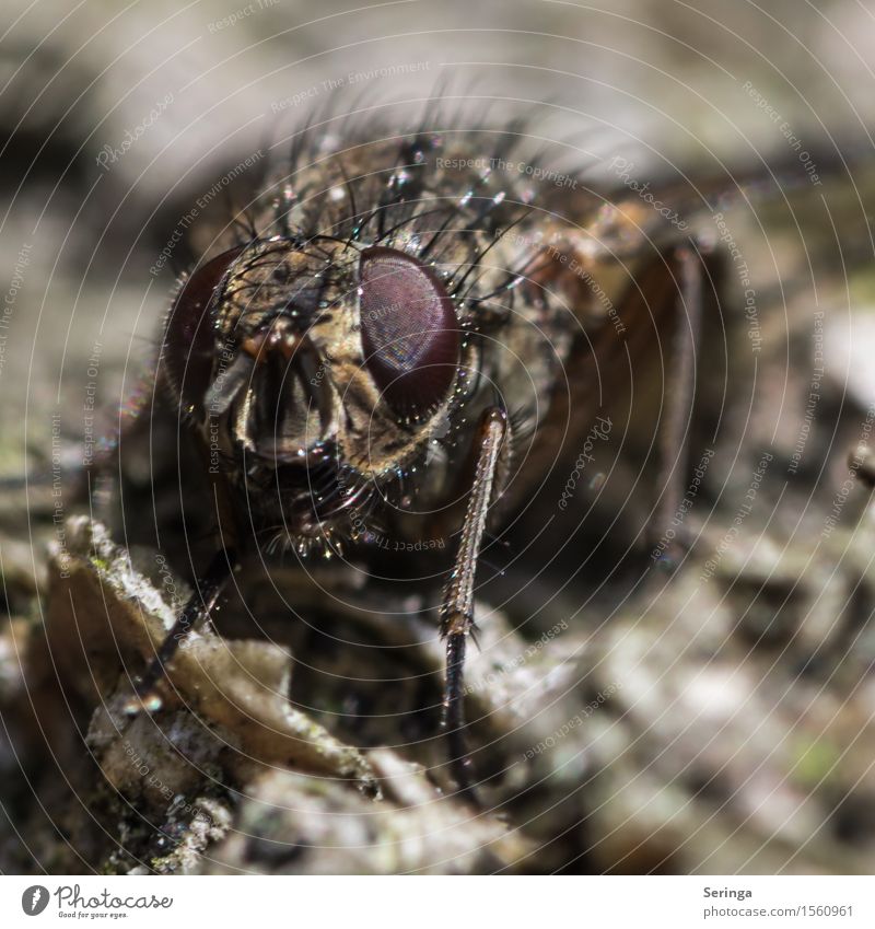 Auf Augenhöhe Natur Pflanze Tier Garten Park Wald Fliege Tiergesicht Flügel 1 beobachten Blick Insekt Farbfoto Gedeckte Farben mehrfarbig Außenaufnahme