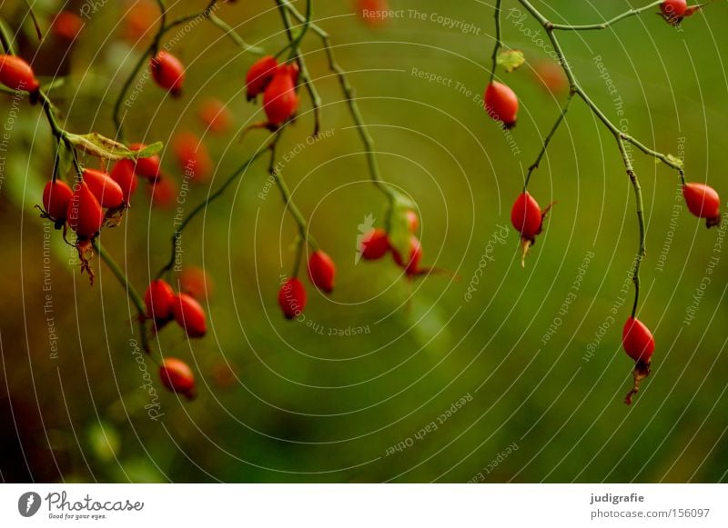 Rot Hagebutten rot grün Sträucher Natur Umwelt Wachstum Sommer Tee Heilpflanzen Juckpulver Vitamin C Farbe Hundsrose