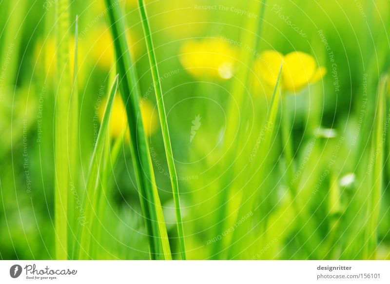 Vorfreude Frühling Wärme Wiese Gras Blume Hahnenfuß Sumpf-Dotterblumen grün gelb Leben Wachstum Beginn Neuanfang