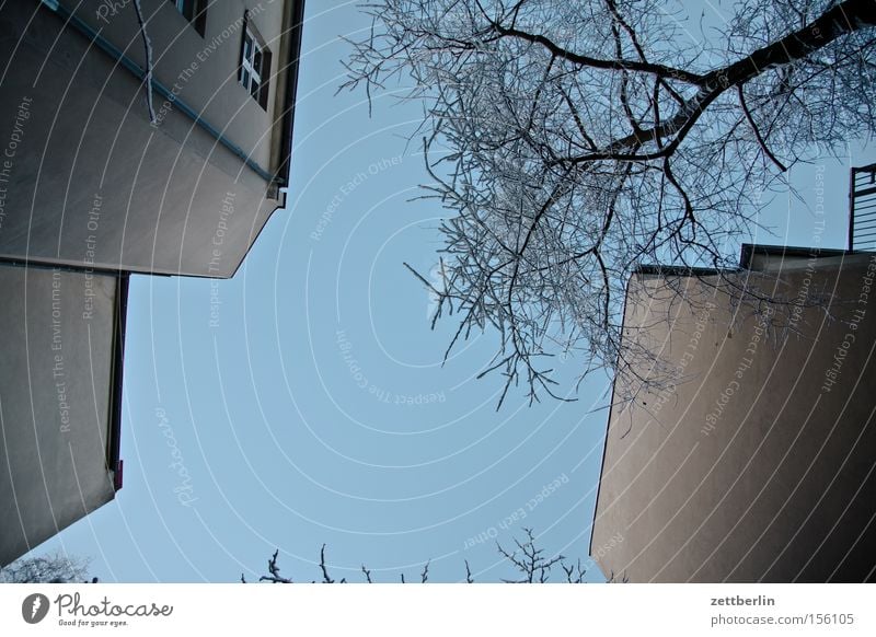 Senkrecht Hinterhof Haus Stadthaus Wand Mauer Brandmauer Fenster Baum Ast Himmel Schönes Wetter Froschperspektive Schnee Winter Berlin Häusliches Leben