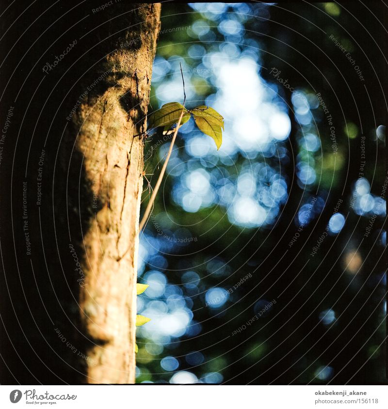 Spinne Luft Stimmungsbild Licht Lichterscheinung Schrein grün Quadrat Jinja Japan Tokyo Lichteffekt Schererei