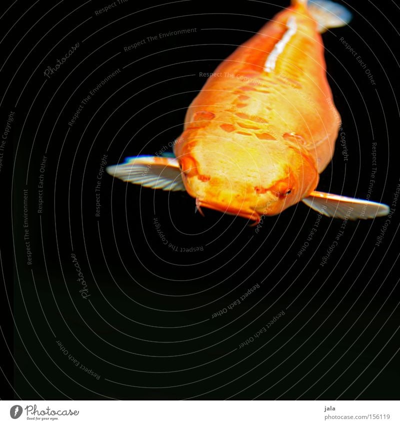 straight from japan Koi Fisch Tier Japan Karpfen Teich Wasser gelb orange See Brokatkarpfen Barteln