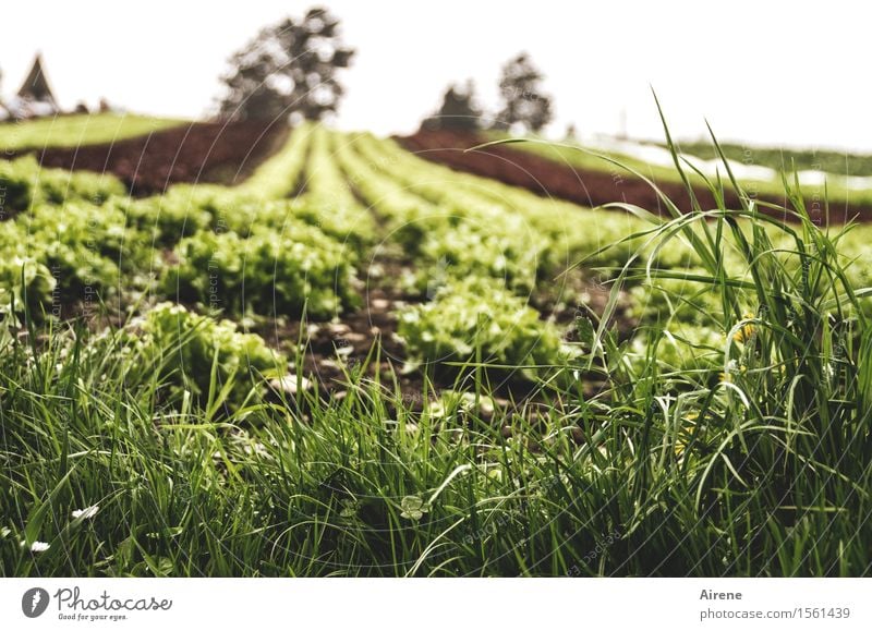 hier ist immer Veggie-Day Gemüse Salat Salatbeilage Vegetarische Ernährung Landwirtschaft Gemüsebau Feld Gärtnerei Gartenbau Feldfrüchte Kopfsalat Blattsalat