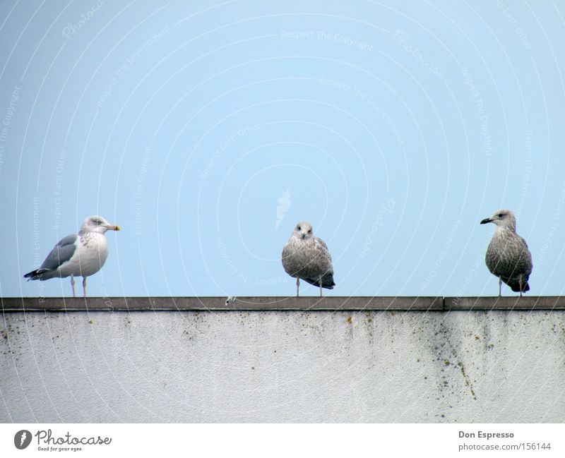 Three Little Birds Möwe Silbermöwe Vogel blau Himmel 3 Meer Küste Team Zusammensein Mitte Außenseiter Psychoterror Blick Möve Tiergruppe in der mitte