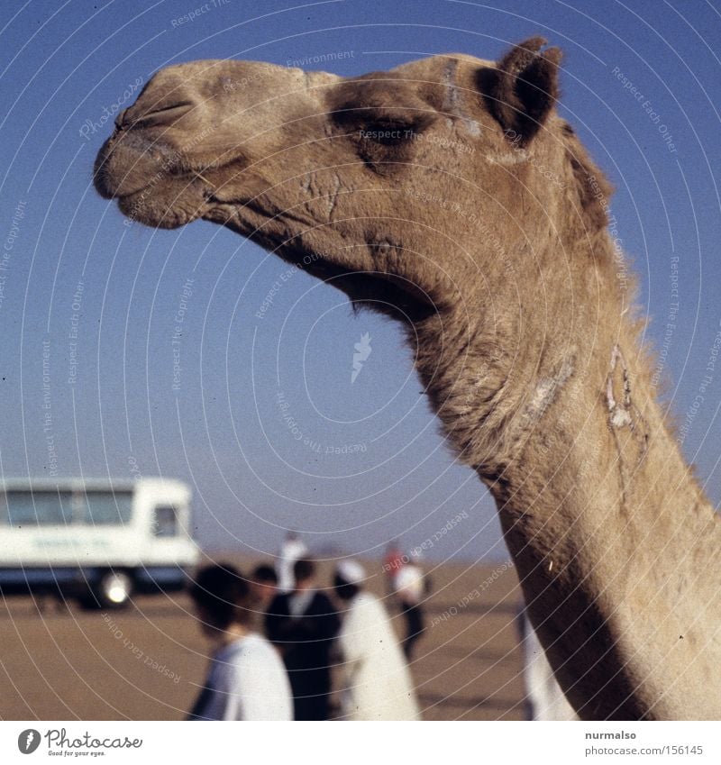 boa, hab ich Durst . . . Ägypten Pharaonen Kamel Pyramide Pyramiden Wüste Sand Nil Ferien & Urlaub & Reisen Reisefotografie Afrika Kultur Vergangenheit