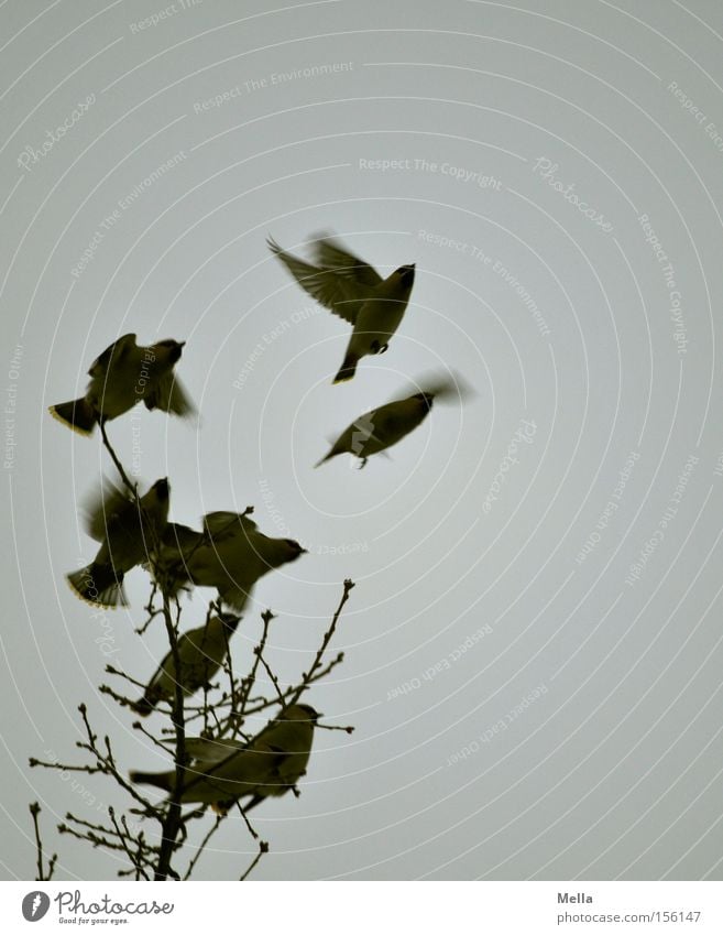 Aufbruchstimmung Baum Ast Zweig Vogel Flügel Tiergruppe Schwarm fliegen frei natürlich oben trist grau Freiheit Natur Umwelt Singvögel Abheben flattern