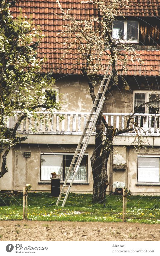 AST 7 | ohne Umweg Häusliches Leben Wohnung Haus Garten Obstgarten Baum Obstbaum Blüte Fassade Balkon Fenster Dach Dachgaube Dachfenster Leiter