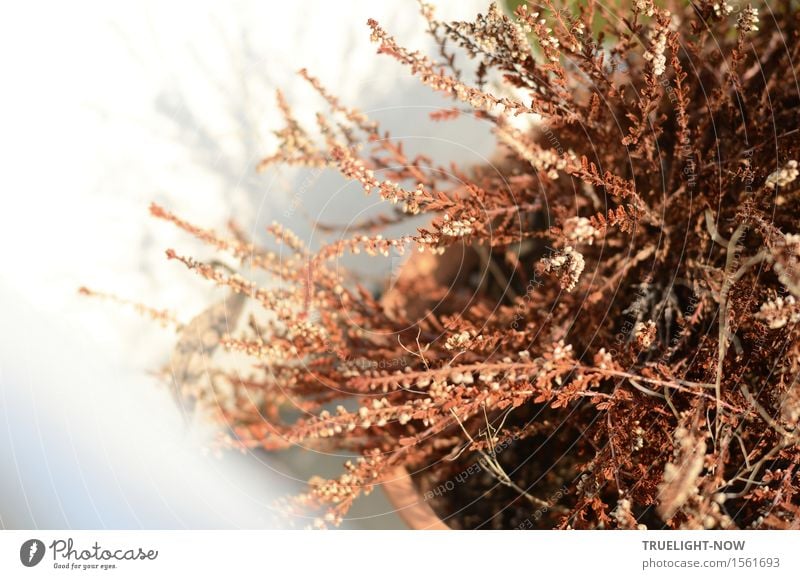 vertrocknet Natur Pflanze Klimawandel Schönes Wetter Wärme Dürre Blatt Blüte Wildpflanze Topfpflanze Winterheide Armut ästhetisch natürlich stachelig trist