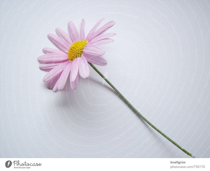 Zart Blume Pflanze Stengel rosa gelb grün weiß Margerite Blühend Frühling schön Rosa Margerite Frühlingsbote