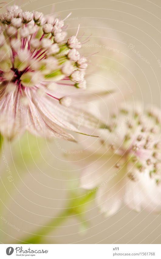 Blümchen II Natur Pflanze Blume Blüte Wildpflanze Blühend Große Sterndolde Garten Astrantia Duft verblüht ästhetisch elegant schön natürlich rund klein fein