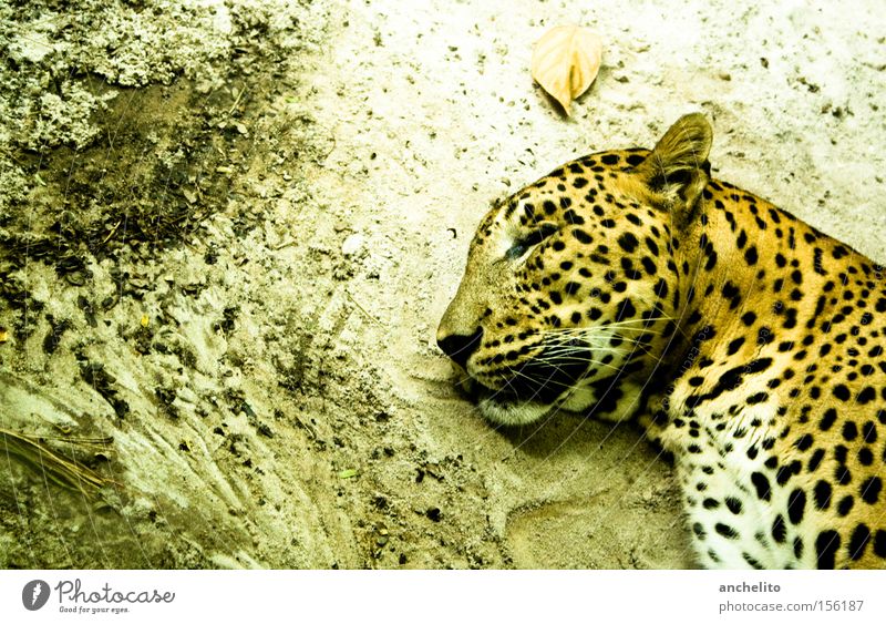 Sleep well, my dear friend! Tierporträt Profil geschlossene Augen Zufriedenheit Erholung ruhig Safari Zoo Wildtier Katze genießen schlafen träumen dreckig Glück