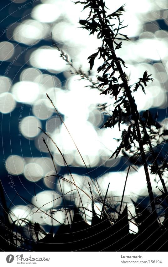 Lichtgeflüster Flussufer Wiese Gras Schatten Silhouette Abend Wasser See Gegenlicht glänzend ruhig Bach Vergänglichkeit